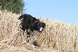 BORDER COLLIE 152